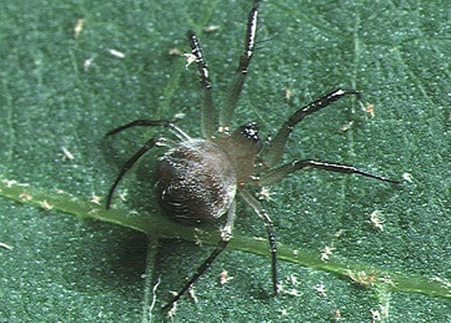2-ray-spider