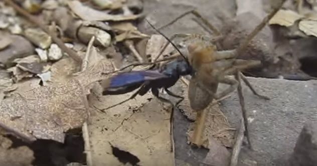 10-Bone-House Wasp
