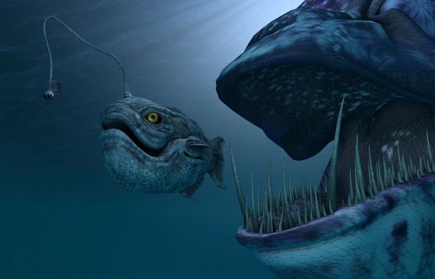 anglerfish