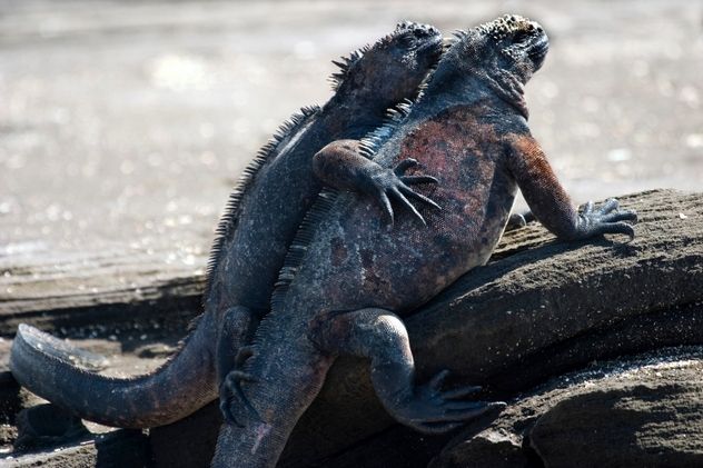 Hugging Iguanas