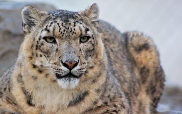 5-snow-leopard_000003312945_Small