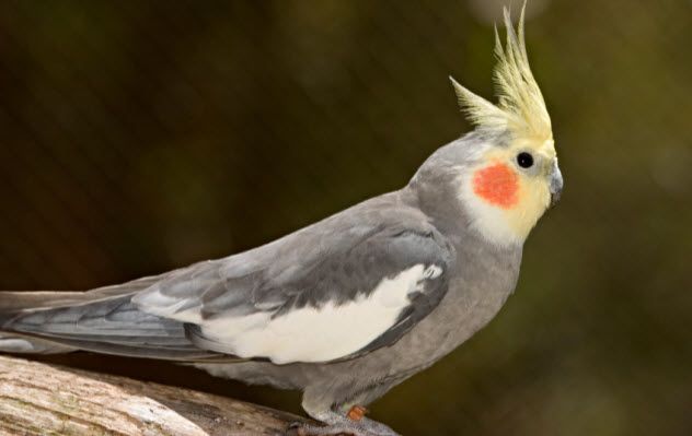 3-cockatiel_000002791910_Small