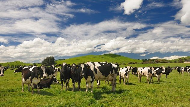 Cattle