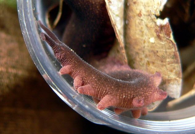 2-exoskeleton-velvet-worm