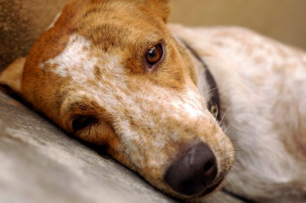 10-sad-dog_000003892258_Small