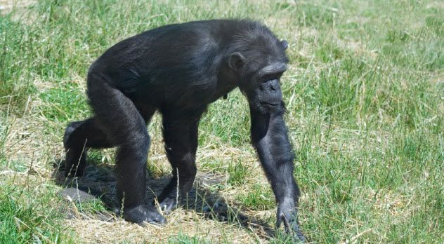 6-chimp_000004353396_Small