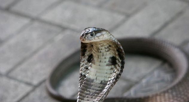 1-monocled-snake