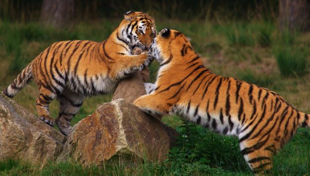4-siberian-tigers_000010779912_Small