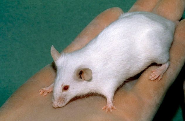 9-scid-mouse