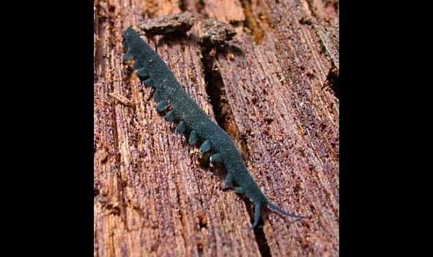 5-Peripatopsidae