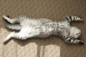A cat relaxing on a carpet.