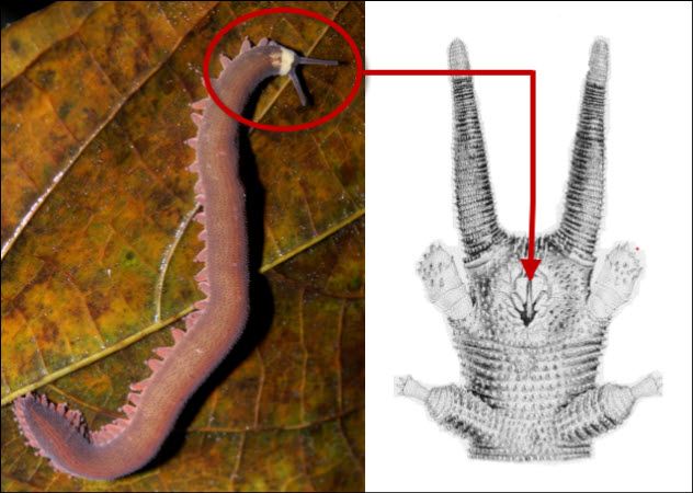 3a-prey-digestion