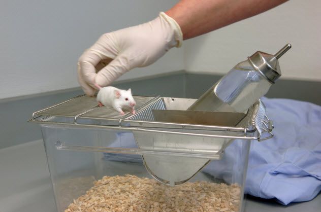 1-mouse-testing_000005256306_Small