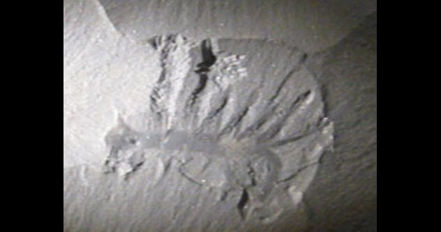4a-velvet-worm-ancestor