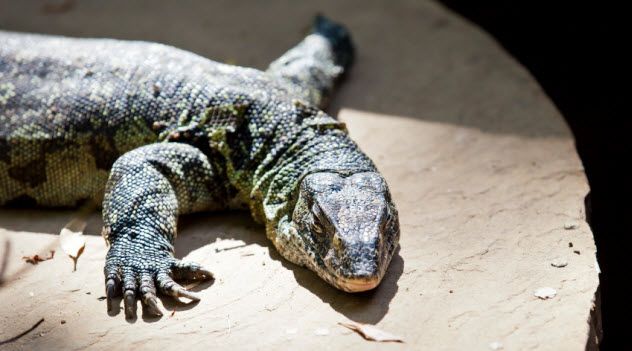 8-nile-monitor-lizard_000020138385_Small