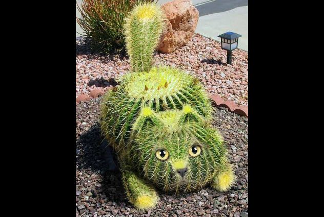 9 - Cactus Cat