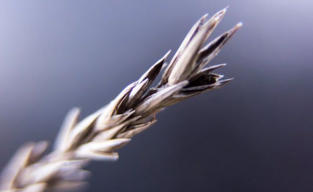 7-ear-of-grain_000060293694_Small
