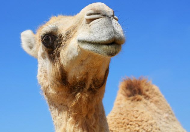 9-camel_000013946726_Small