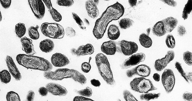 more bacteria