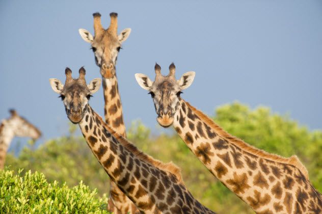 2-giraffes_000017585615_Small