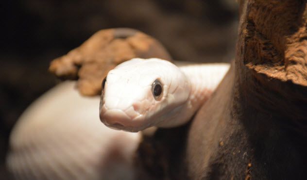 7-ivory-ball-python_000049695116_Small