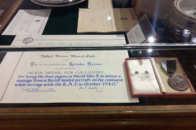1-pigeon-war-medal
