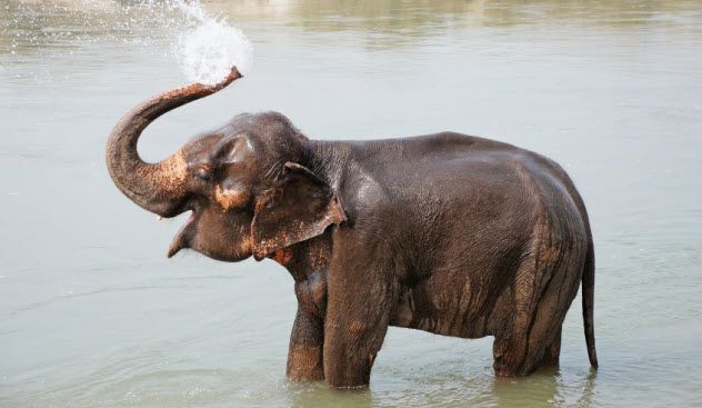8-elephant_000021726504_Small