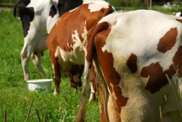 Cow Butts