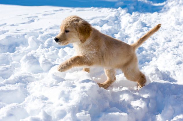 10-dog-in-snow_000014993709_Small