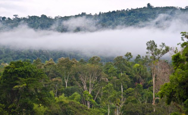 4-rain-forest_000048772556_Small