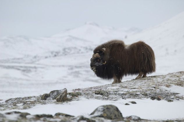 Musk-ox in Norge
