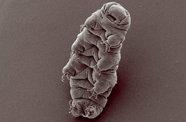 2-tardigrade