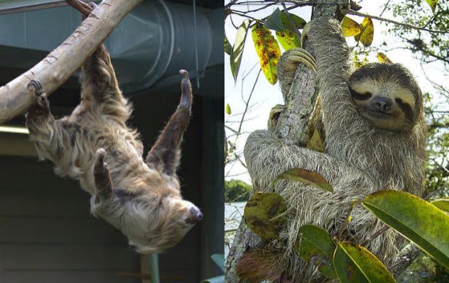 3-the-sloths
