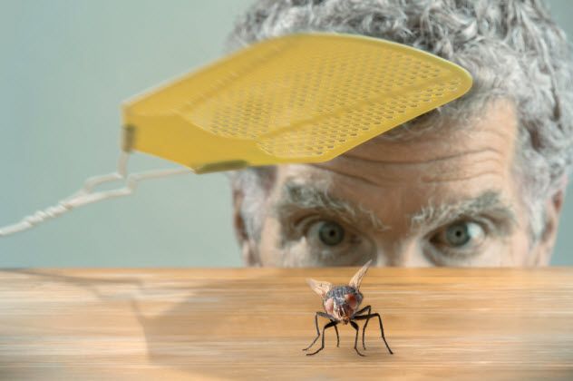 4-be-the-fly_000016940919_Small