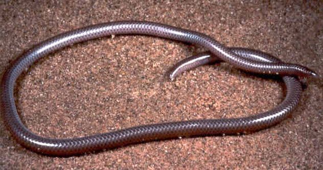 1-proto-snake