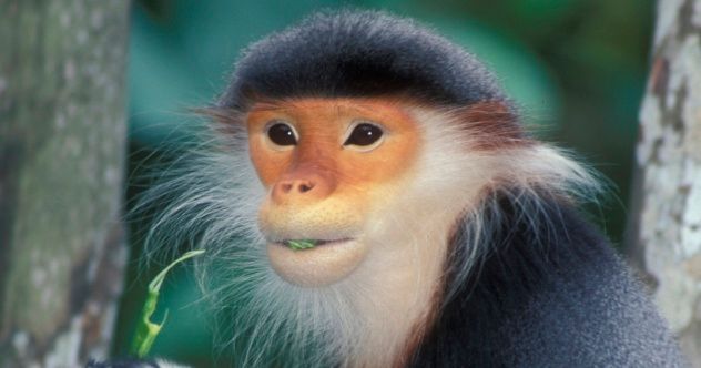 Monkey Face