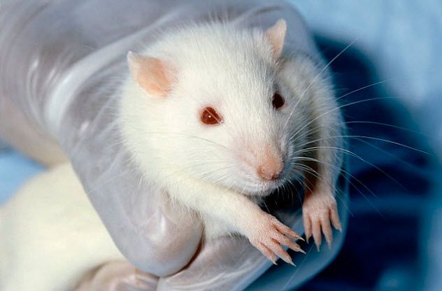 9-rat