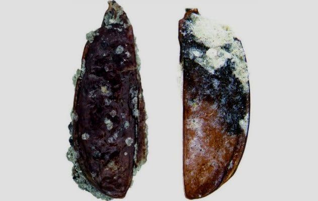 3a-balls-antarctic-tundra-beetle