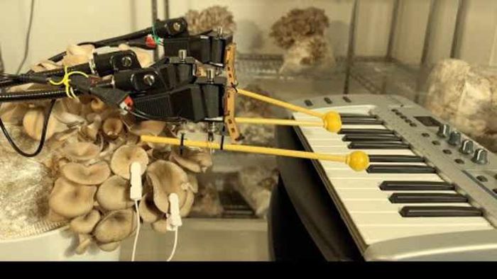 The Mushroom Keyboard Performance