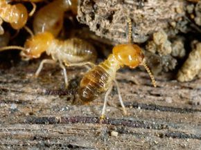 termite infestation