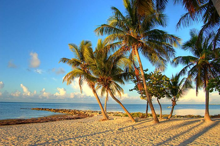 A beach in Key West, Florida, featuring several palm trees and a jetty during the golden hour.