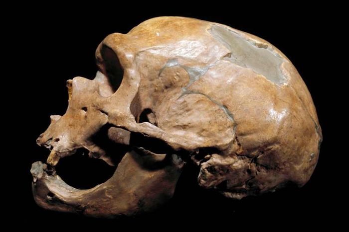Here’s an image of a Neanderthal skull.
