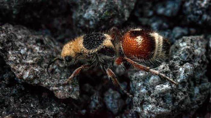 Despite their name, velvet ants are actually fluffy wasps, not true ants.