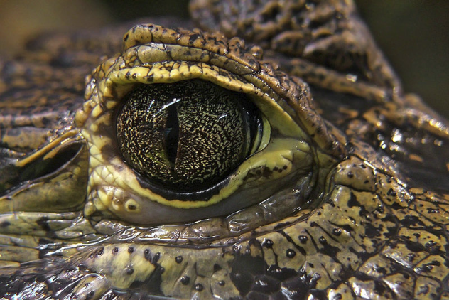 Croc Tear