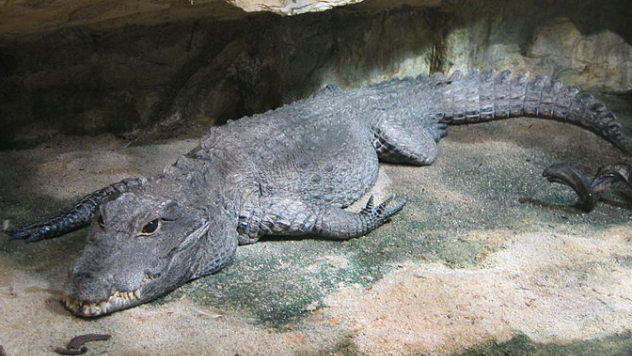 Dwarf Croc