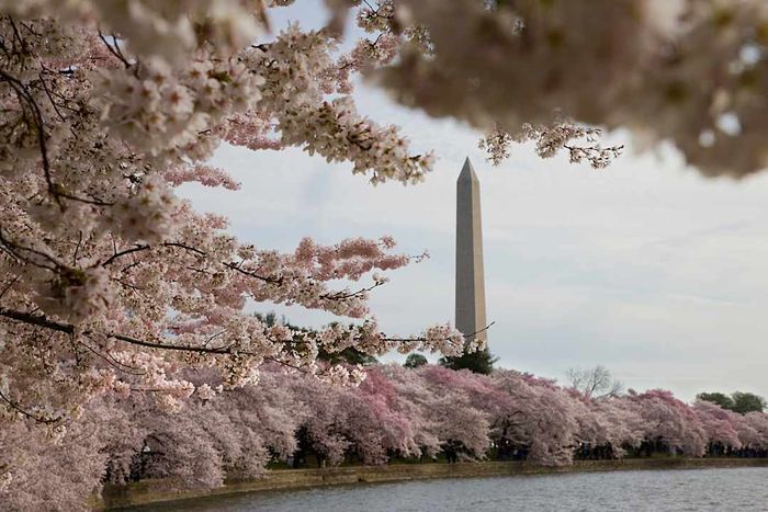 USA - Washington DC - Cherry Blossoms