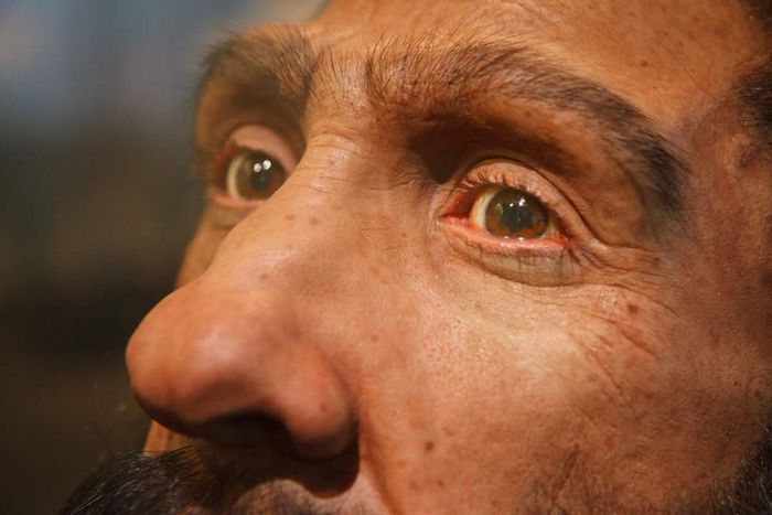 A close-up of a Neanderthal man model displayed at the National Museum of Natural History.
