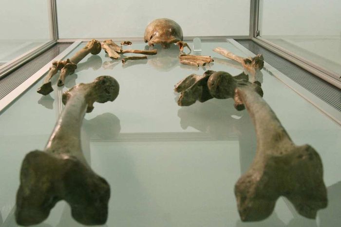 A display of Neanderthal remains is shown.