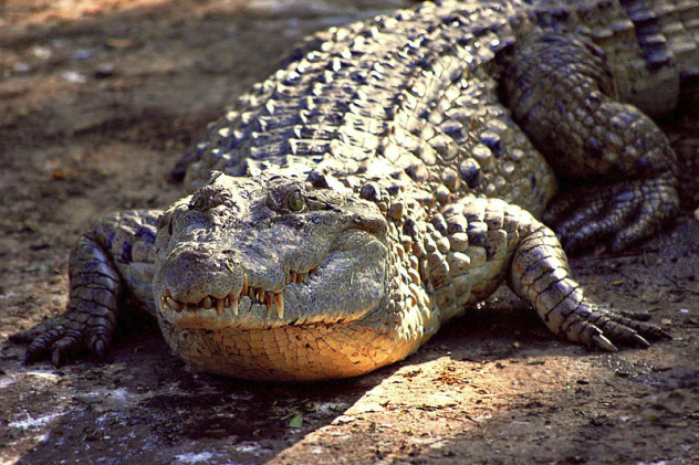 Croc in Sun