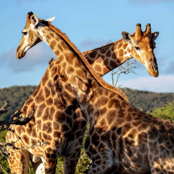 Two giraffes entangled, their necks crossing in an intricate dance.